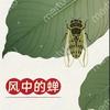 风中的蝉