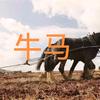 命运注定牛马