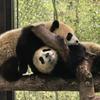 喵咪喵咪熊猫🐼