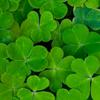 三叶草☘️☘️☘️（请勿连赞）