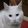 猫欢欢(楊)