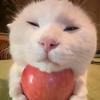 爱玩猫猫