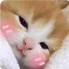阅阅猫 　　🪳
