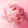 江彦乐413