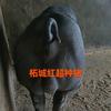 柘城红超杜洛克国寿黑