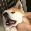 鹿儿嘎