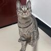 老李讲养猫