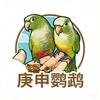 蓬莱庚申鹦鹉