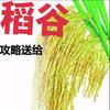 稻谷