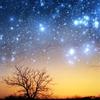 星羽