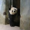 熊猫&故乡