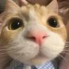 猫吃鱼丸
