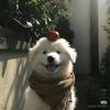 毛毛大王——接单版