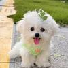 萌萌宠（领养🐱🐶找我）
