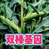丰大农业