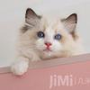 几米猫家