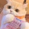 银川之光Y