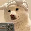 炒鸡蛋