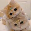 小猫打哈欠🐱～