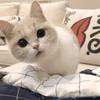 音乐猫