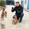 大陈聊养狗