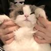 猫头