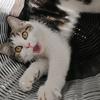 篓子里的猫