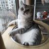 🎤爱唱歌的养猫人🐈