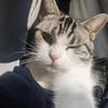 喵洗(绝对前辈之🐱)
