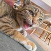 胖猫是只喵