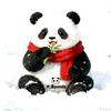 大潘panda~