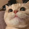 猫meme日常
