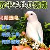 乐乐萌鹦