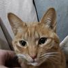 猫脚摄影