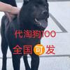 淘一条中华田园犬