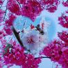 蜜蜂和花