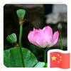 净莲心安