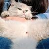 我还有小猫要养