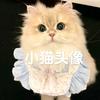猫儿这个萌
