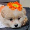 忘不了🐶萌宠（桃花花）