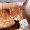 MC猫猫mao