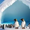 一群企鹅