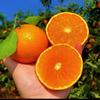 爱媛果冻橙