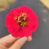 冰凌花