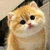 十七是只喵🐱