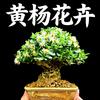 黄杨花卉