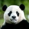 视界熊猫