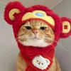 张同志养猫