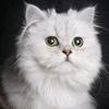 Lyka
