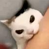无名猫